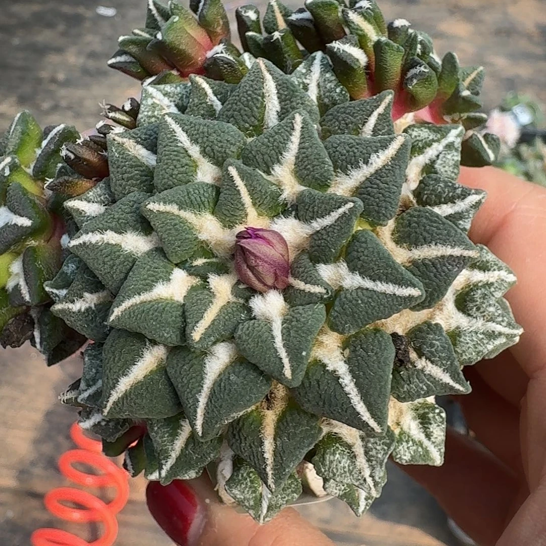 无花朵颗粒大尤黑牡丹253