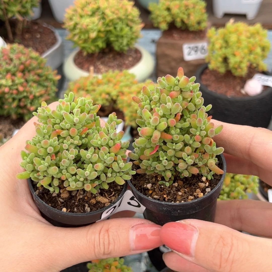 215蜜桔可爱多肉植物