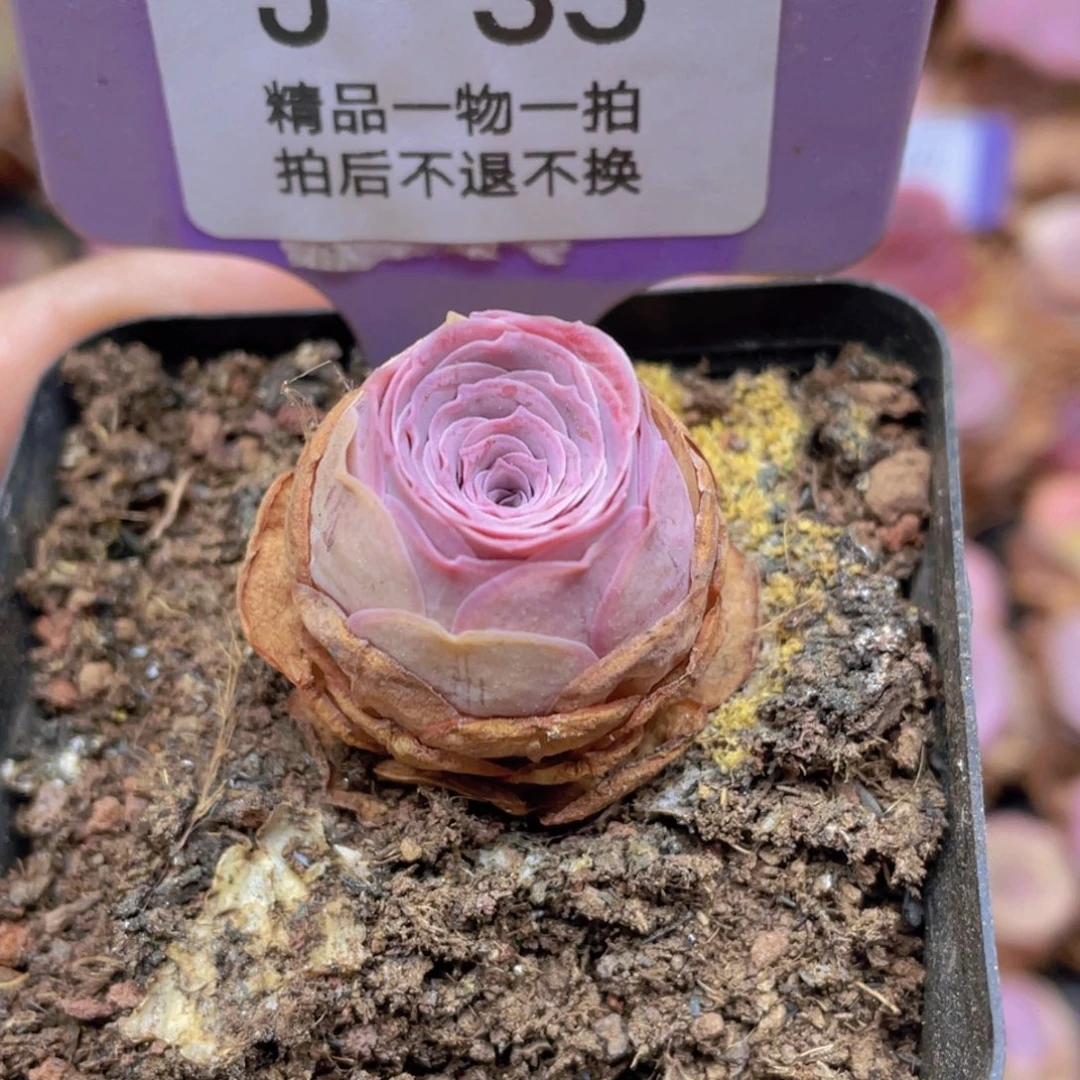 山地玫瑰J35满38包邮裸根发货