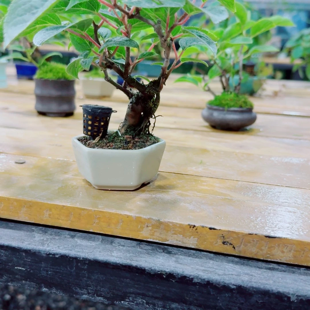 无花朵谁**浮猕猴桃8888888补款