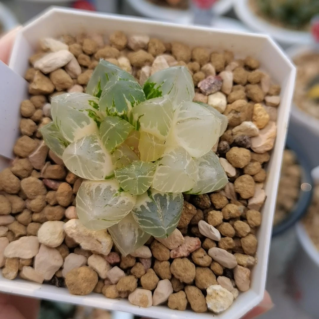 181号OM玉露锦一物一拍带盆土发货