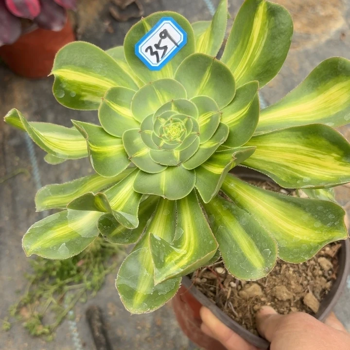 一物一拍暴君法师359多肉