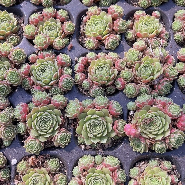 爱德华苗2颗多肉植物