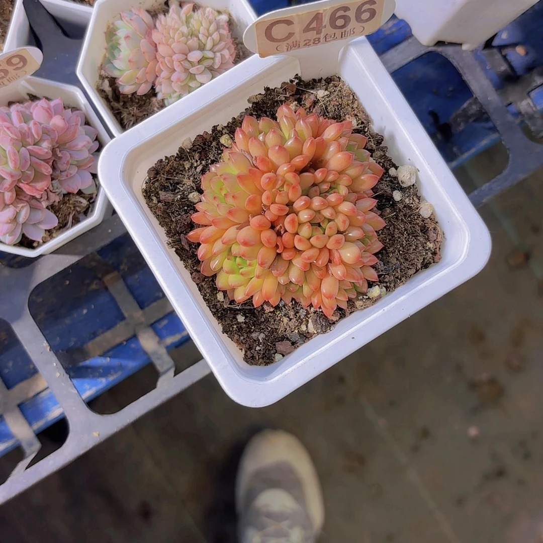 C466红宝石一物一拍