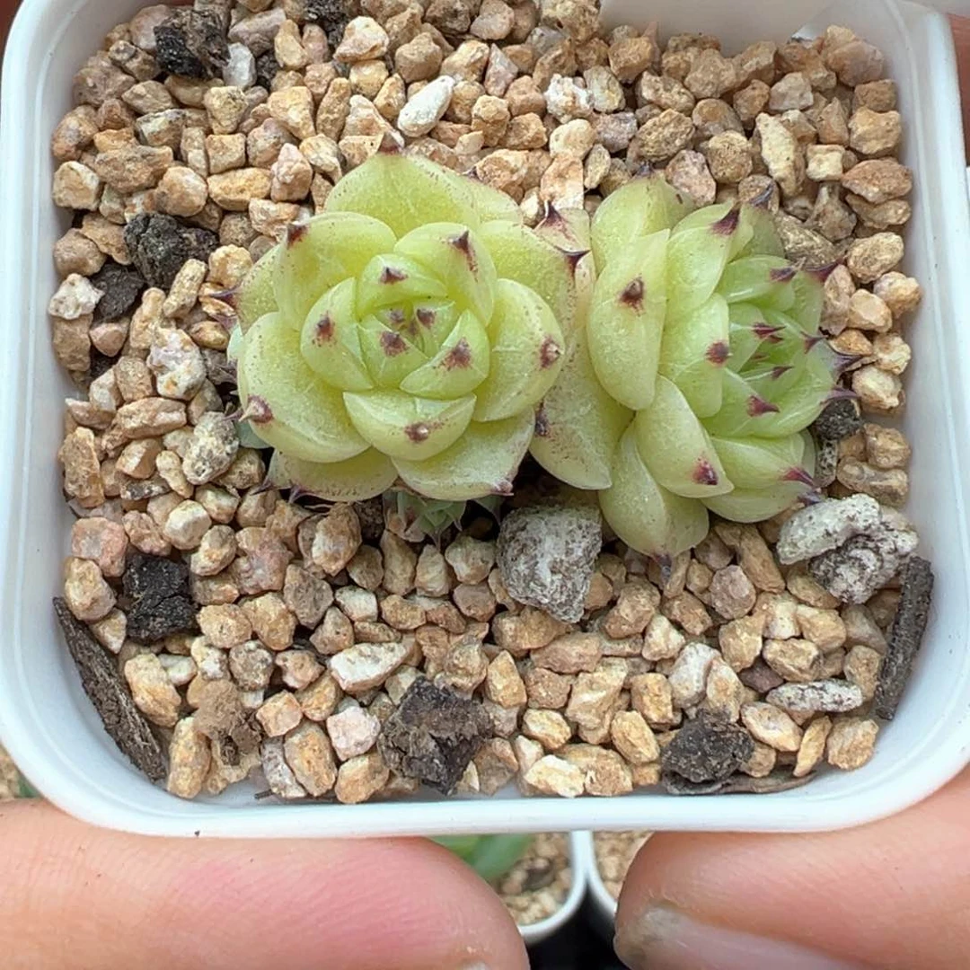 174号熊猫珍妮不包整