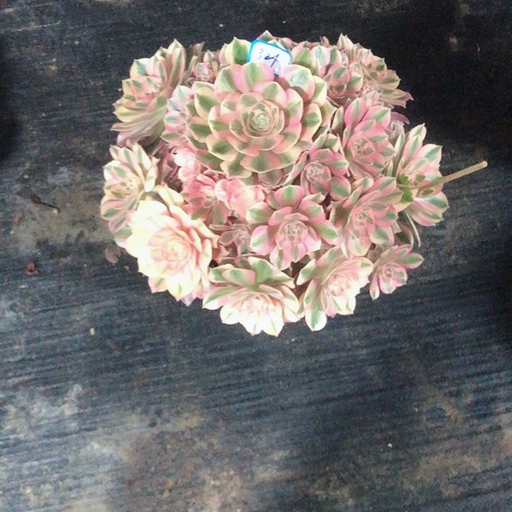 随*321粉女巫多肉法师