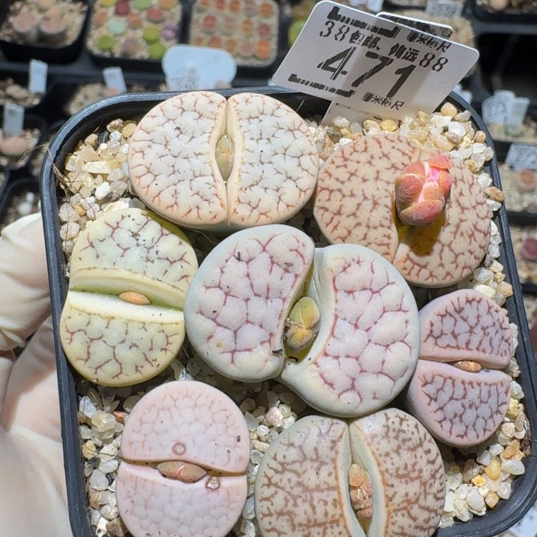 zzzzz生石花肉锥471