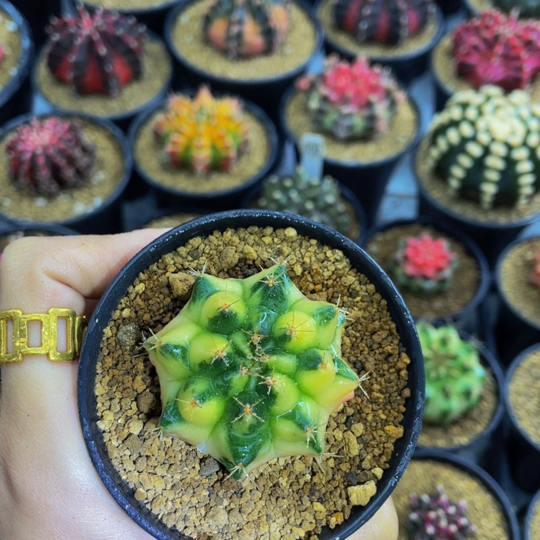 金丝雀0000000000301