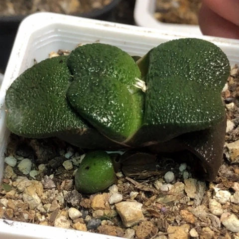 特宽军配蜗牛母本带侧牙带盆发货哈哈哈