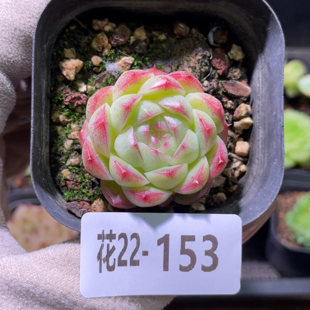 花利美22-153麦秆