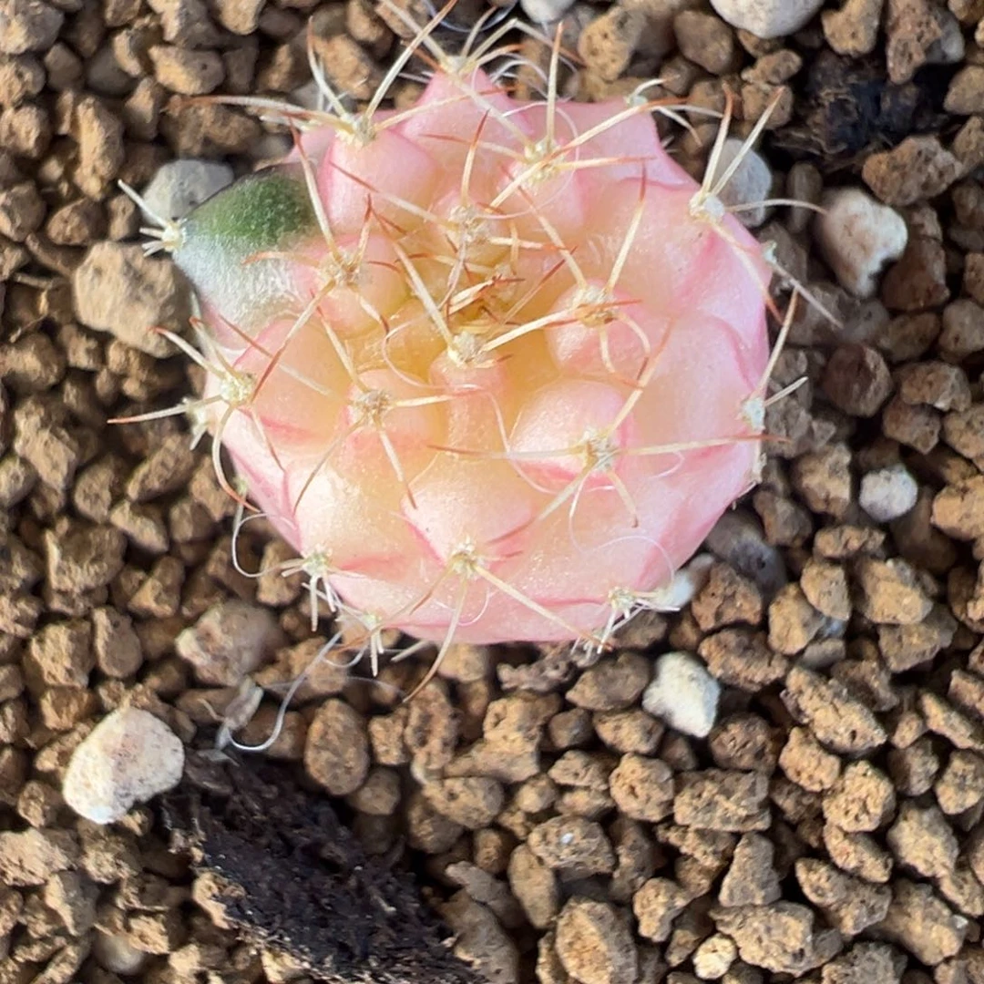 429 好看的米哈冲冲冲