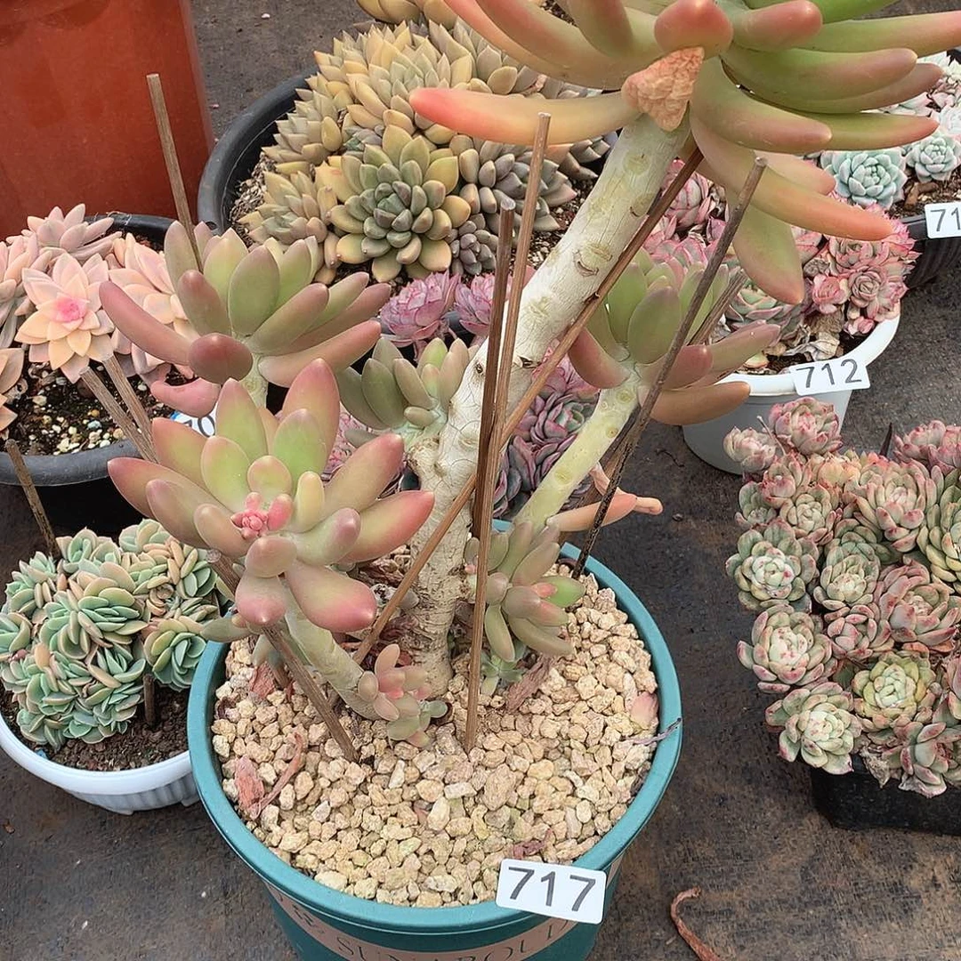 717 一物一拍多肉