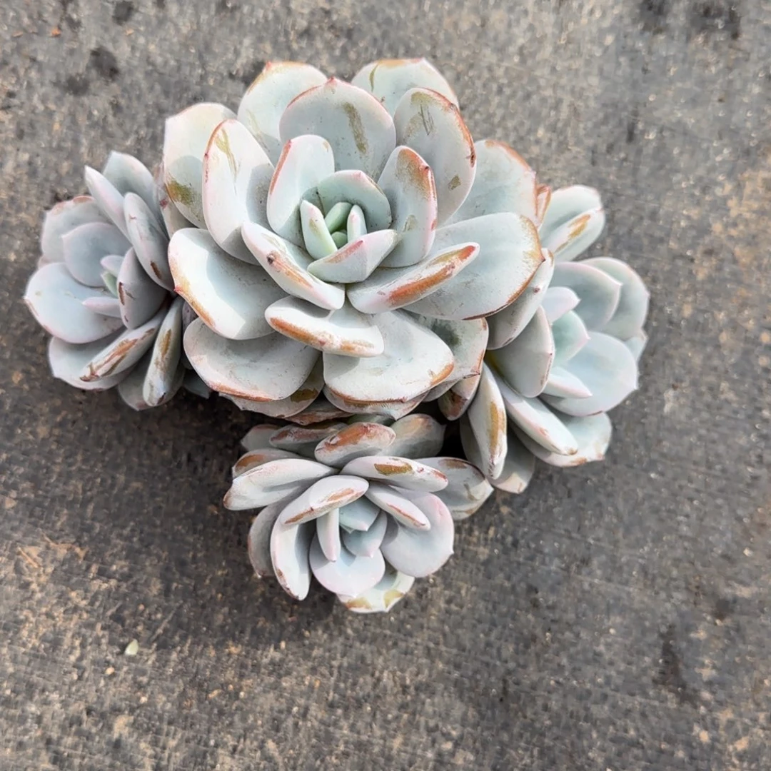 一物一拍奶茶群17