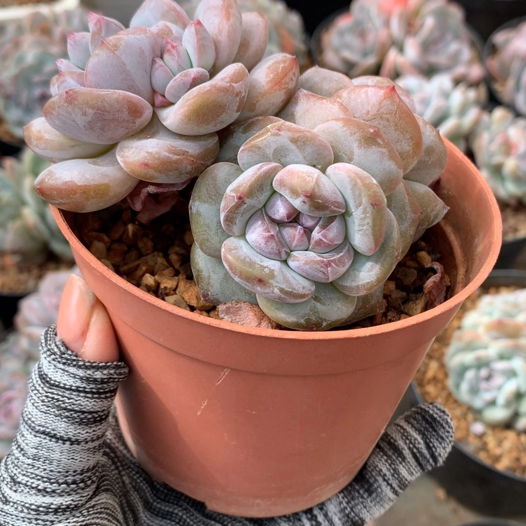 三头紫皮石榴籽吼吼吼