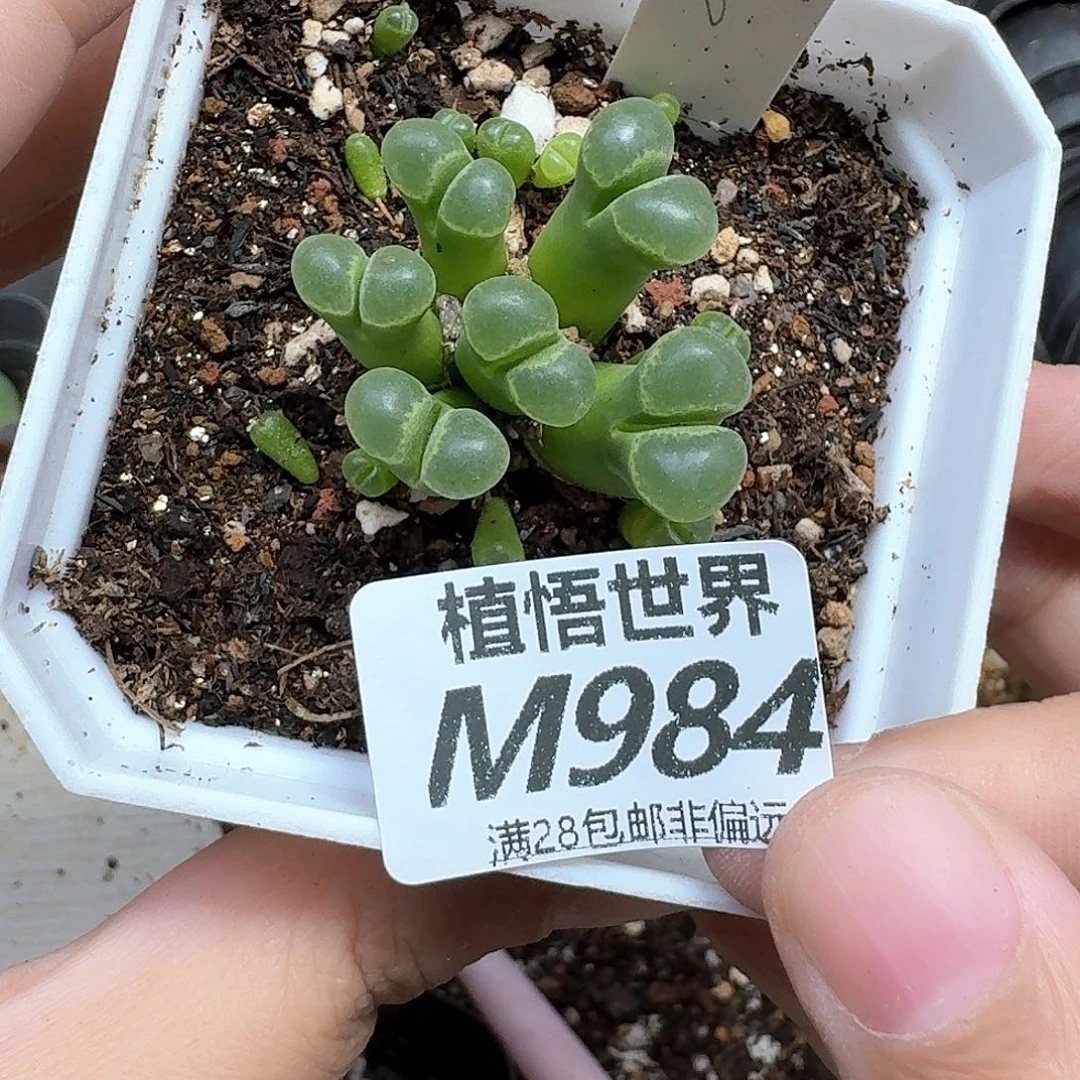 多肉植物的润泽qc