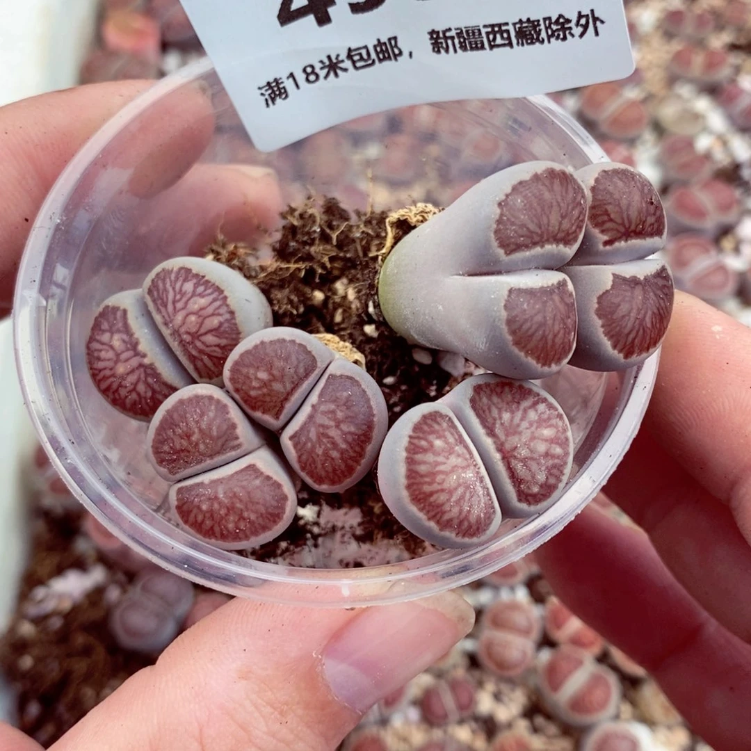 淼***媛4991。