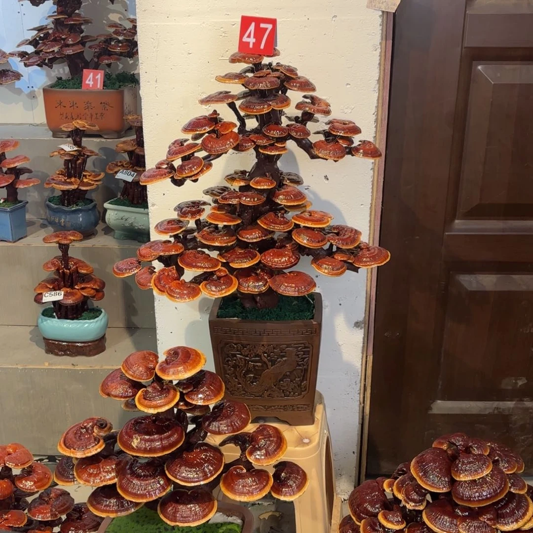 太***火灵芝8888888888888888888