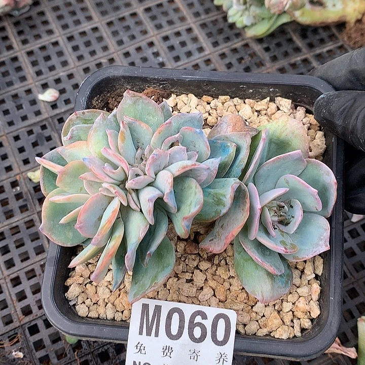 白凤缀化 福利 一物一拍