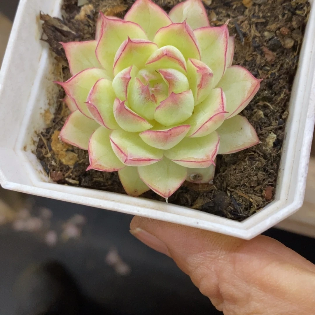 精品多肉一物一拍不包整91