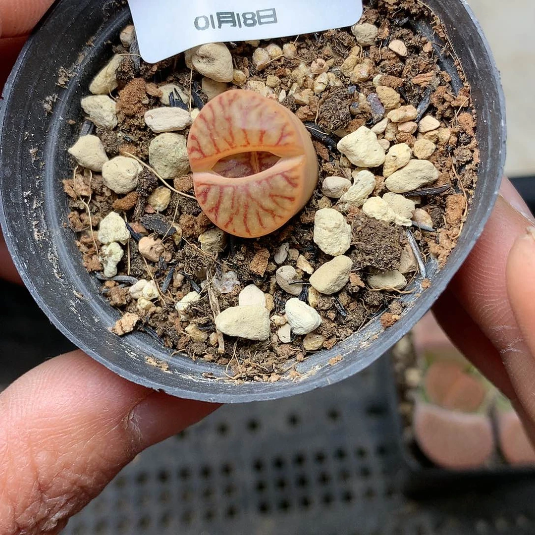 C517多肉植物保护研究所