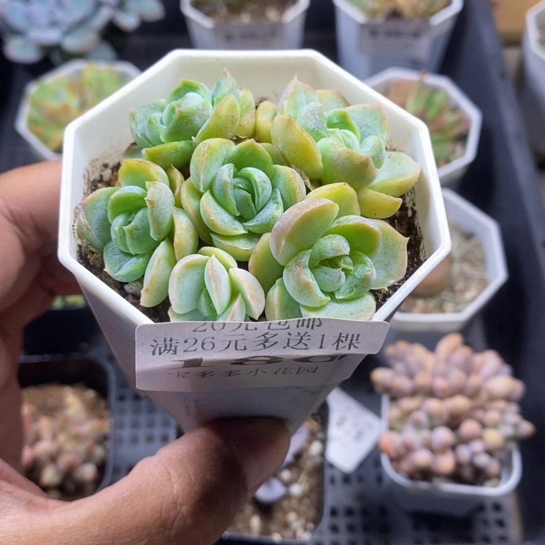 胖虎珍妮捧花群一物一拍满20包邮满26送一颗多肉
