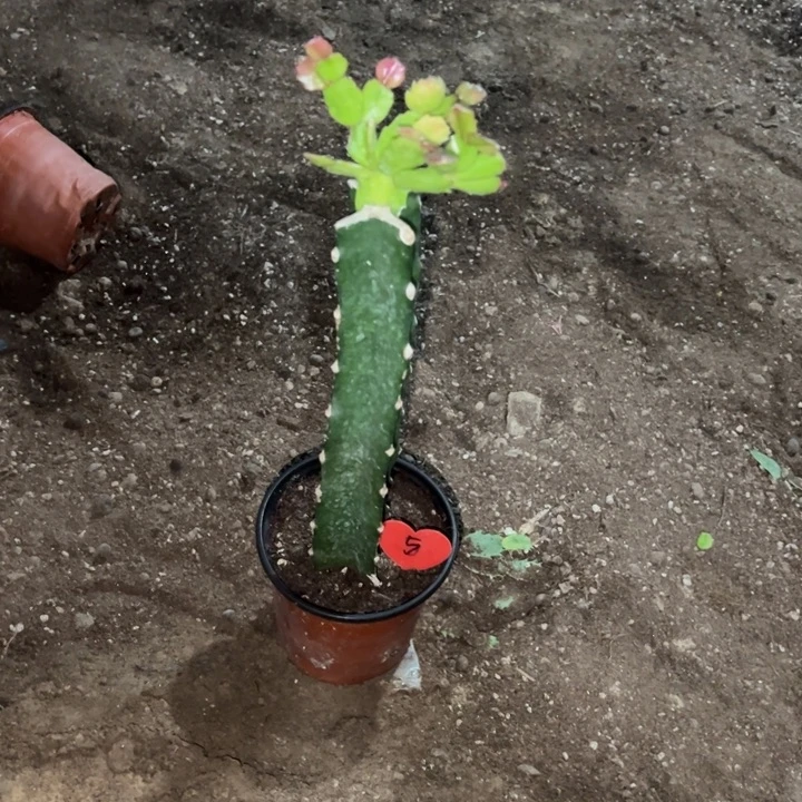 通***姐当前无花栽培后可以开花037  5