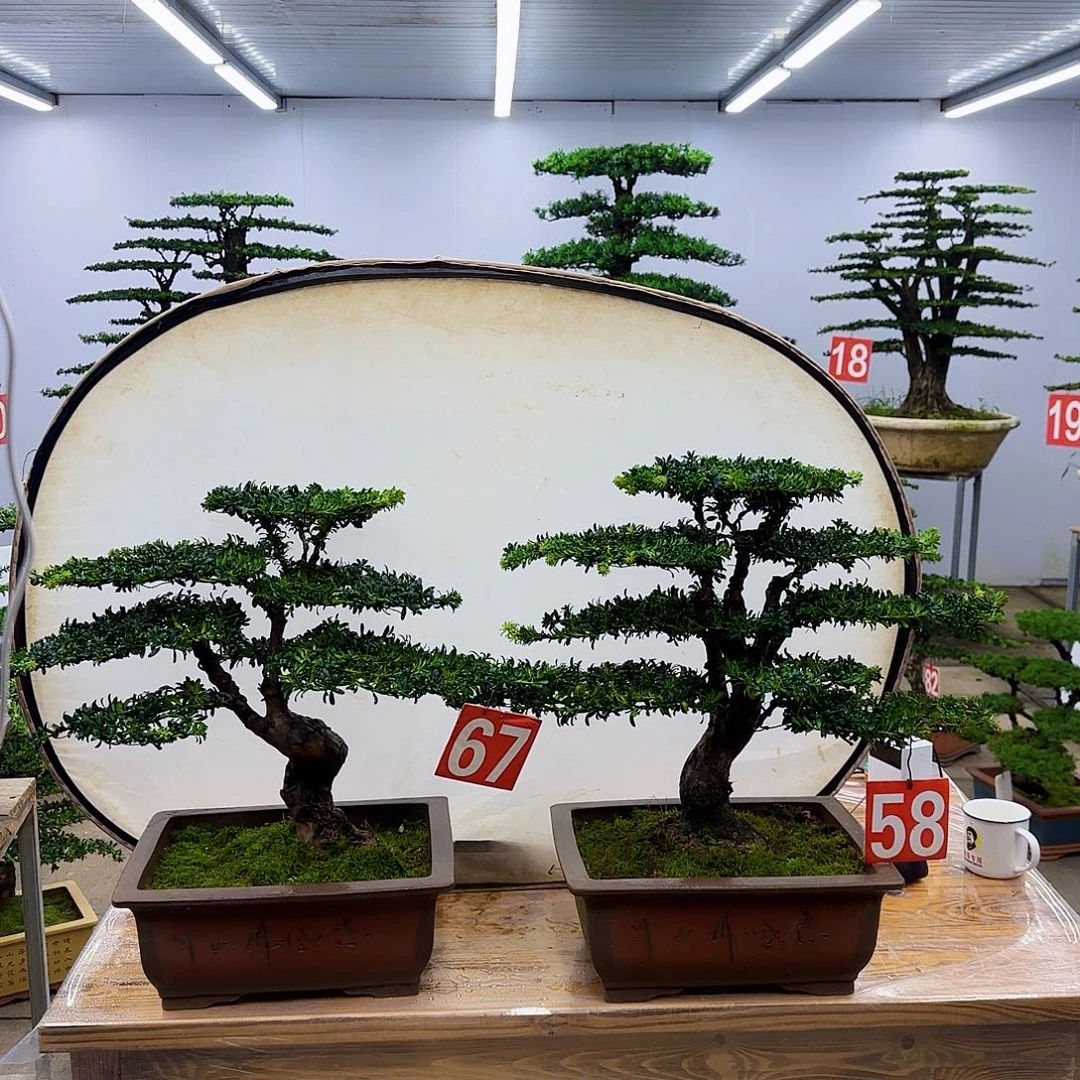 无花朵盆景直播间一物一拍
