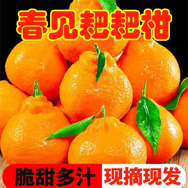 【春见耙耙柑】【纯甜无酸】四川成都新鲜应季水果丑八怪丑橘