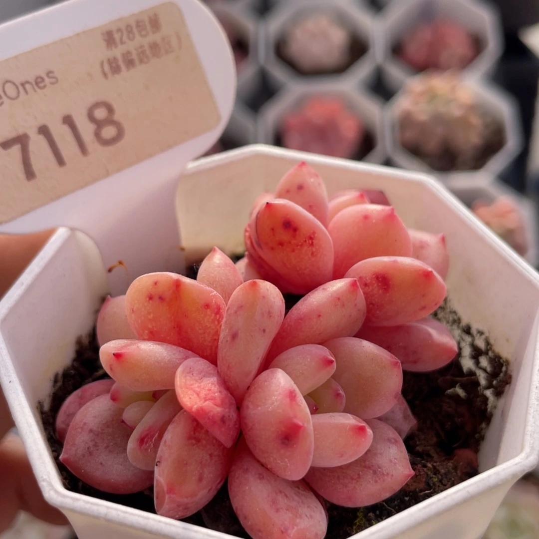 林依晨7118-6.0厘米