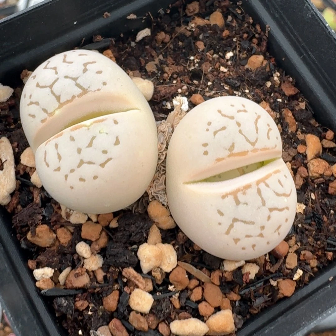 34带盆土发货00000000