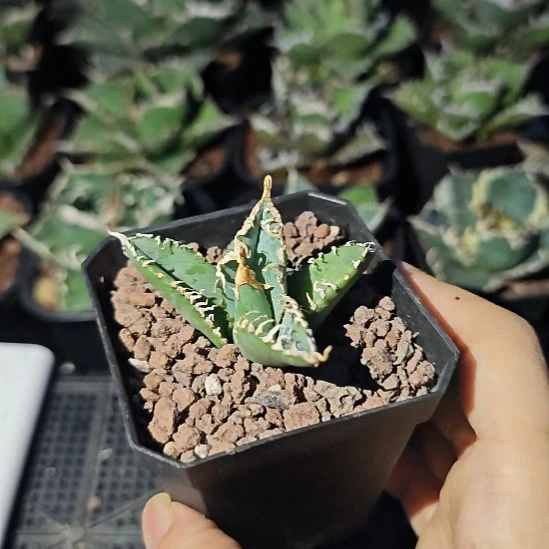 白幽灵仁王冠龙舌兰