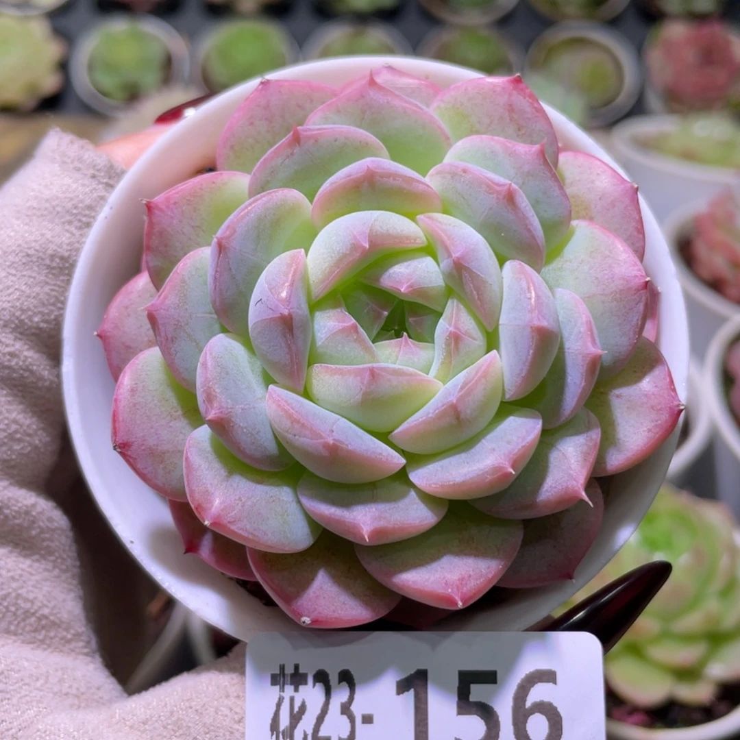 花利美23-156 新品