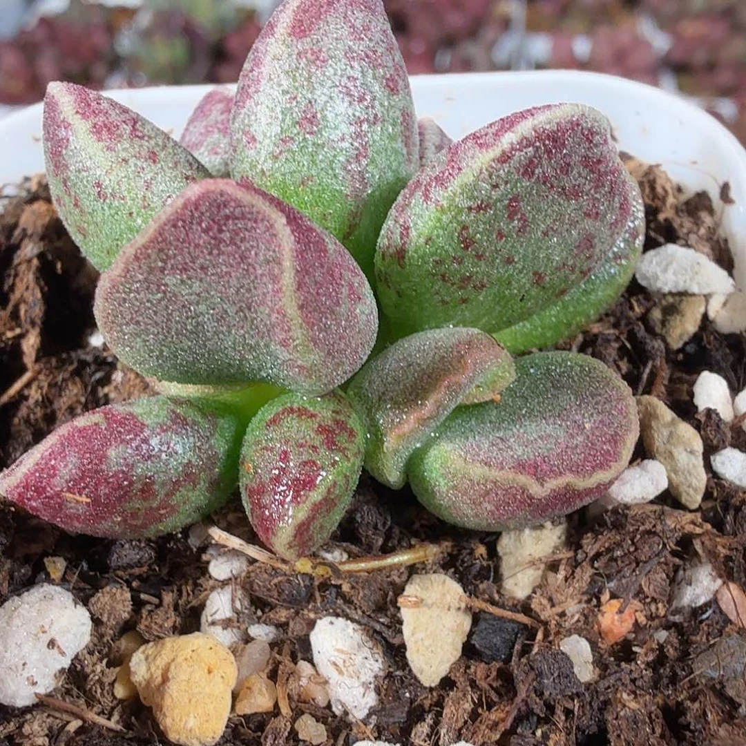 花斑鹿