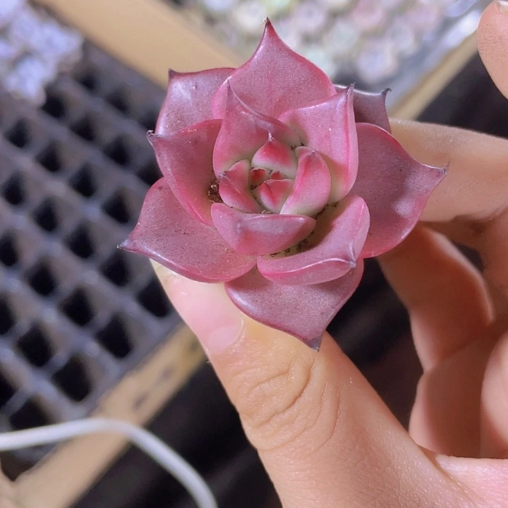 23精品罗宾2颗一组