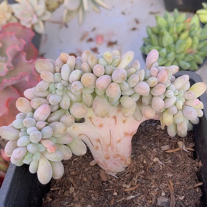 粉恋缀14160多肉植物