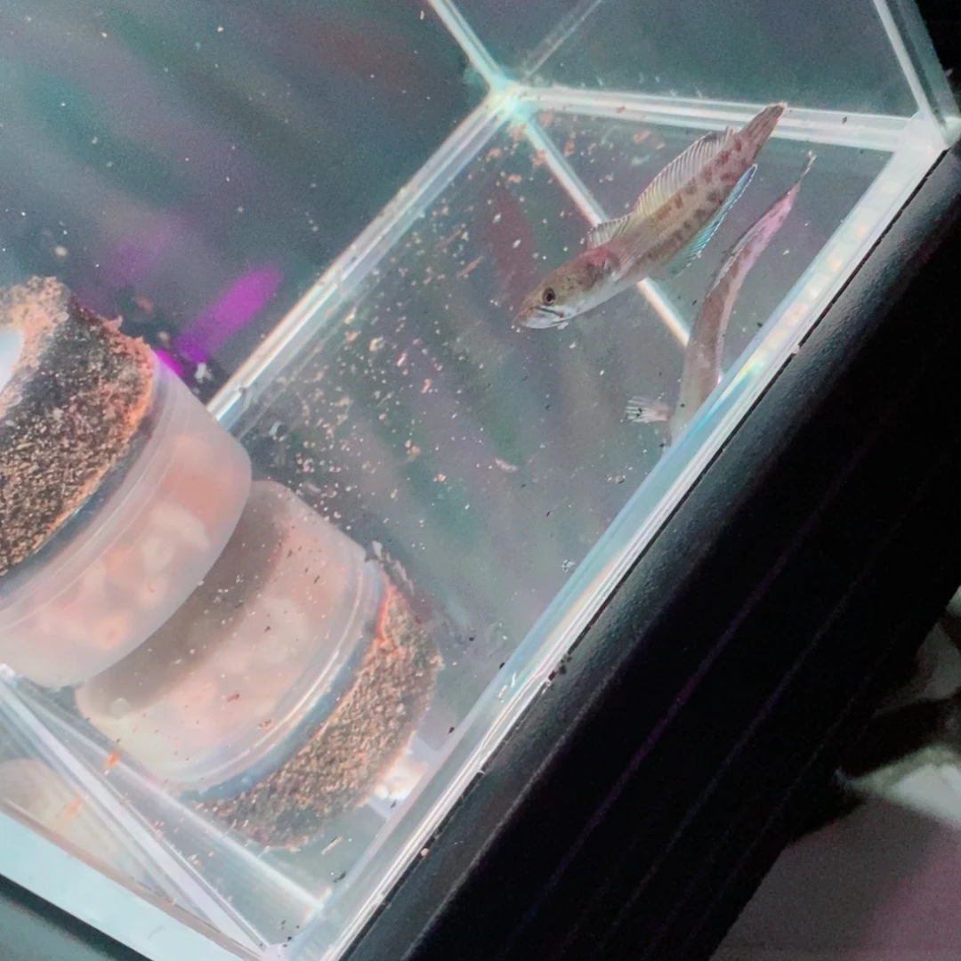 雷龙奶茶雷龙观赏鱼