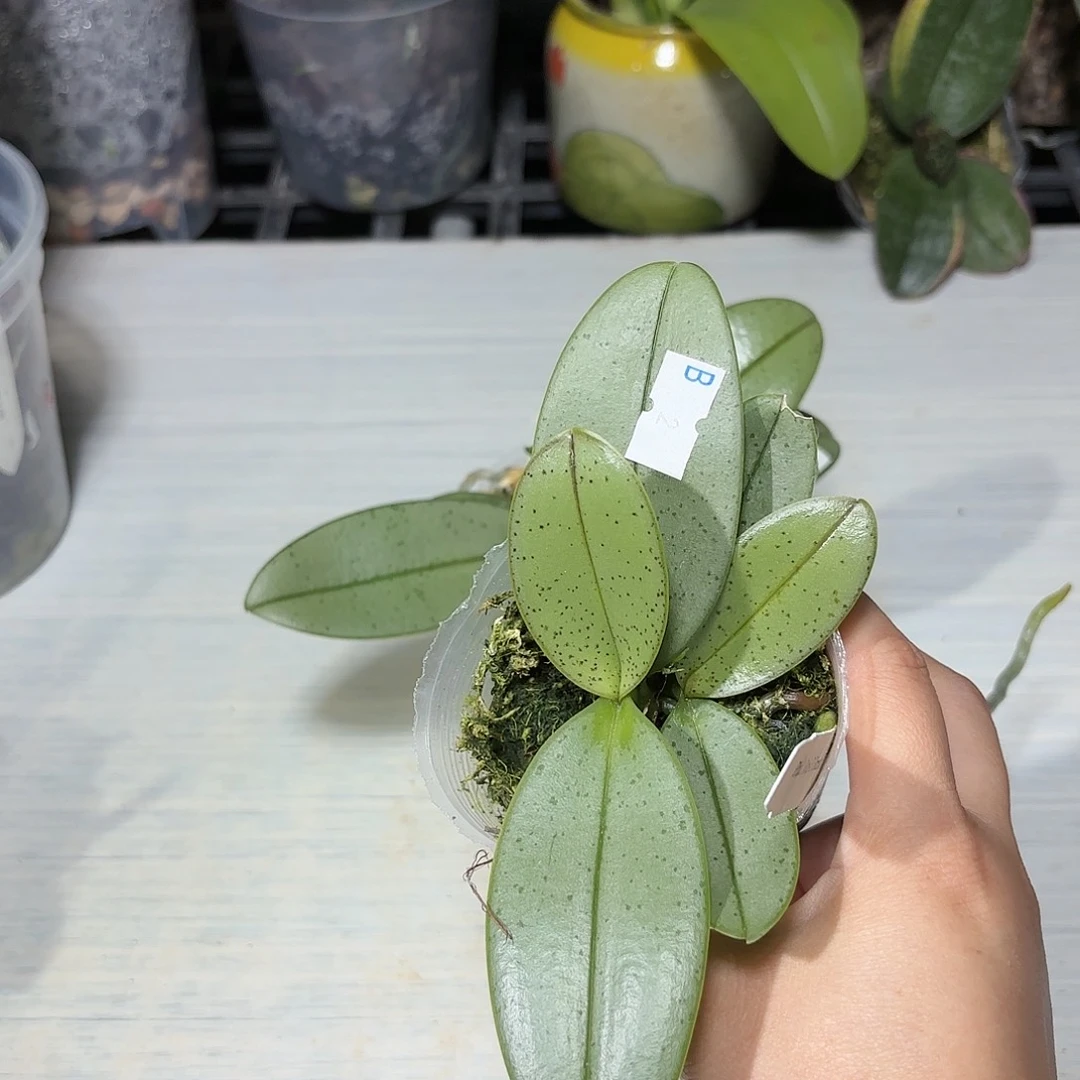 用***4当前无花栽培后可以开花魅力3252