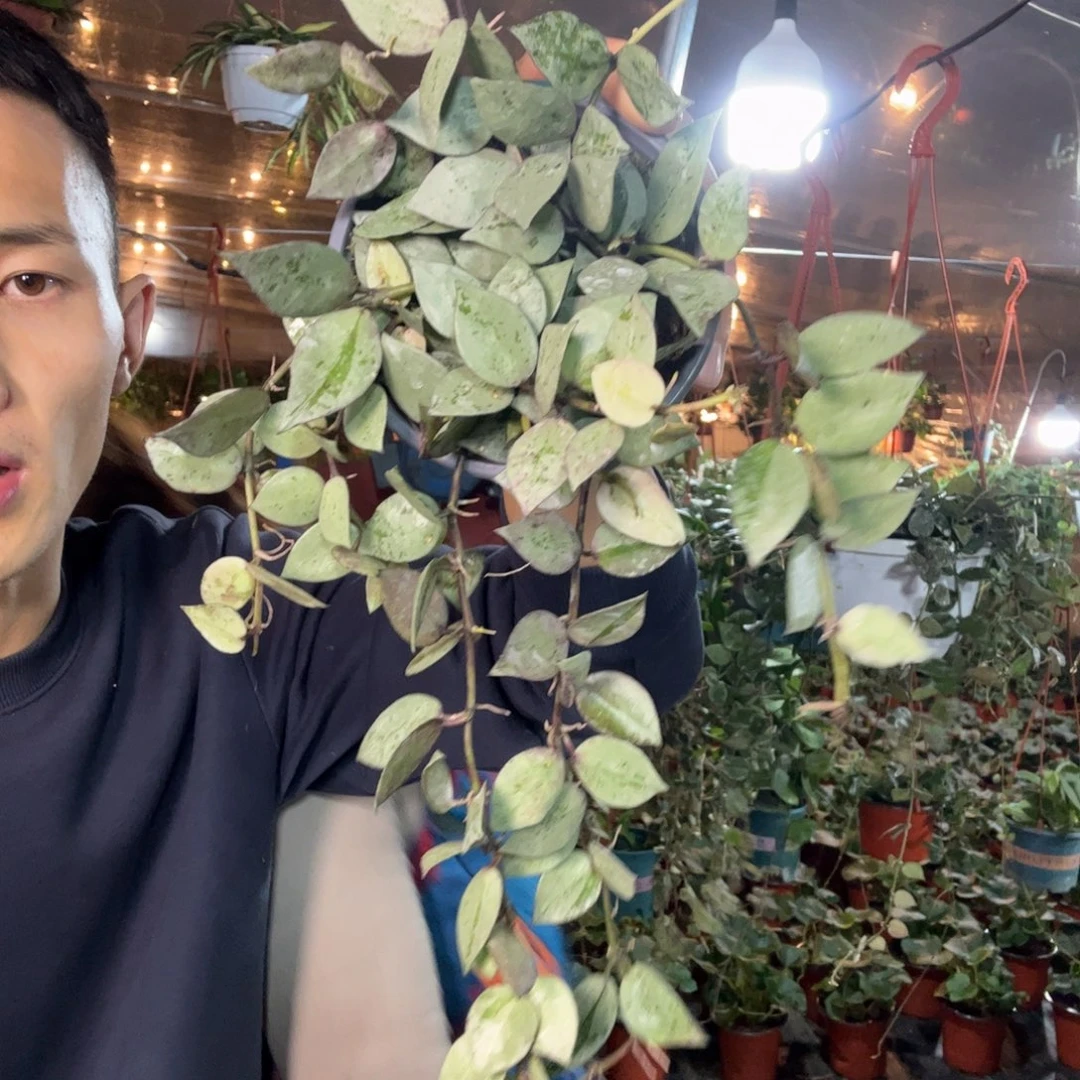 头***姐无花朵全银心叶裂瓣