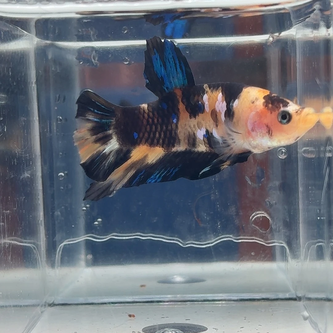 斗鱼泰国斗鱼直播74