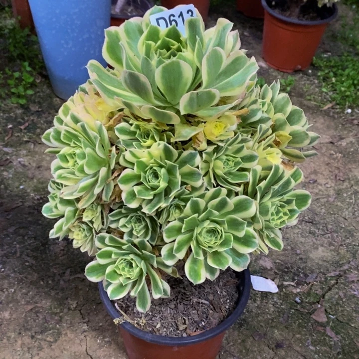 碧玉多肉植物613