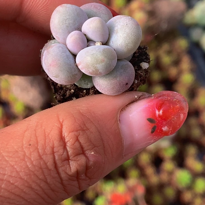 彩虹奶小 （满9.99发叶子不满9.99发叶子）