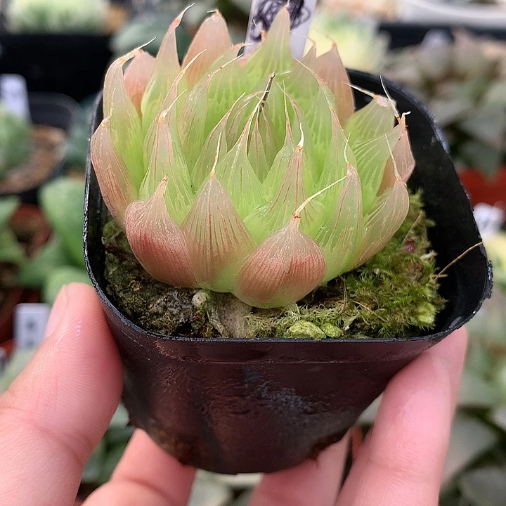 无毛黑熊黛安娜一物一拍