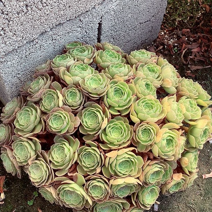 无根的朵朵万，多肉植物