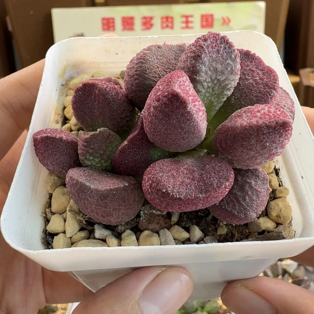 夏娃水泡多肉肉肉