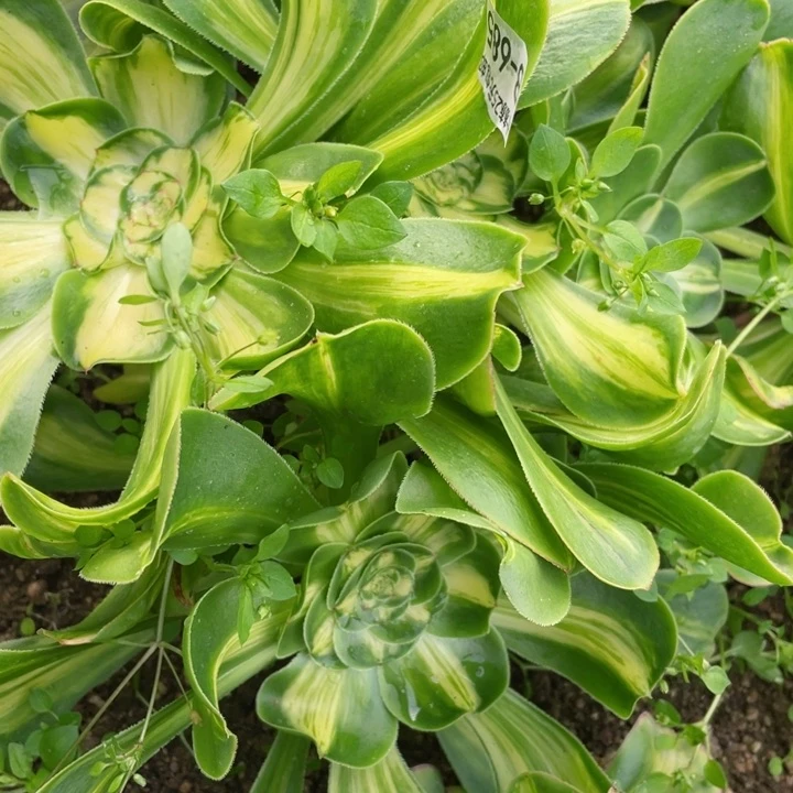 ✈️****685暴君多肉12345678