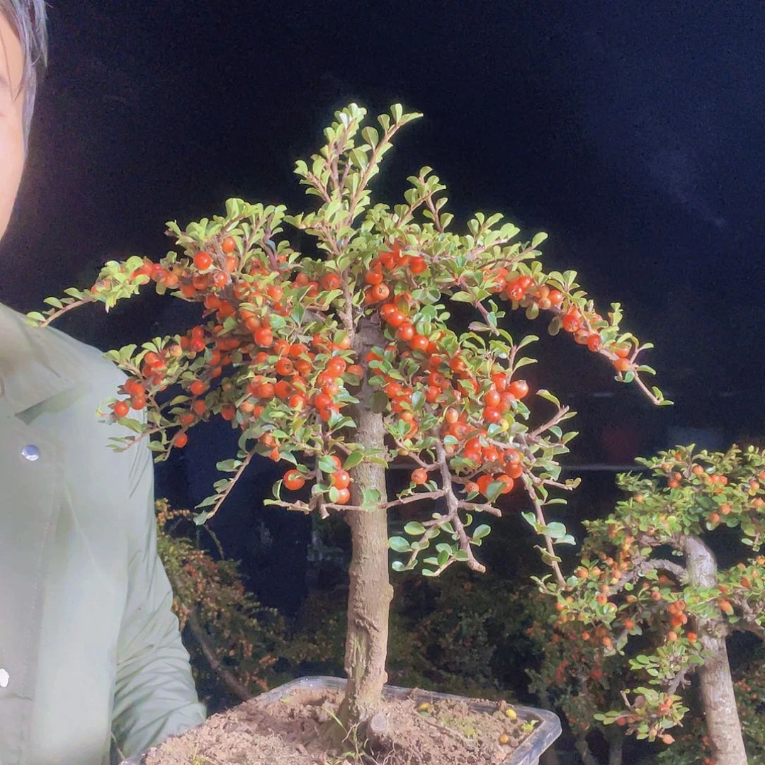 无花朵荀子盆景园区