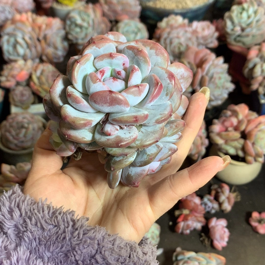 石榴籽哈哈哈哈哈哈哈哈哈