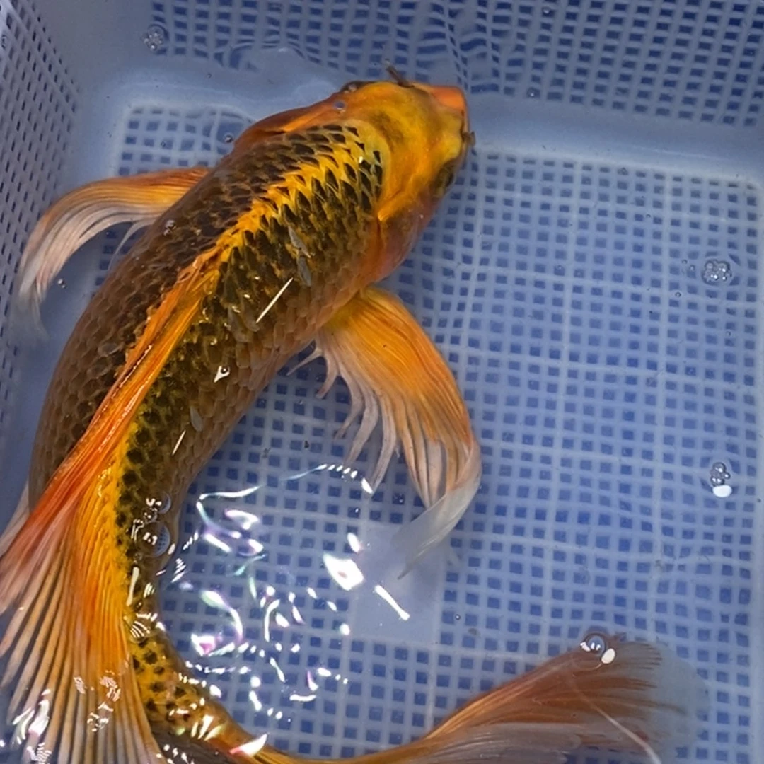锦鲤锦鲤 开衩掉鳞充血属于正常情况 介意别拍