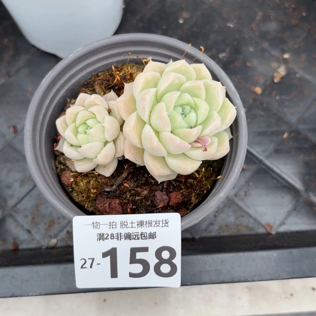 白月光不包整多肉多肉