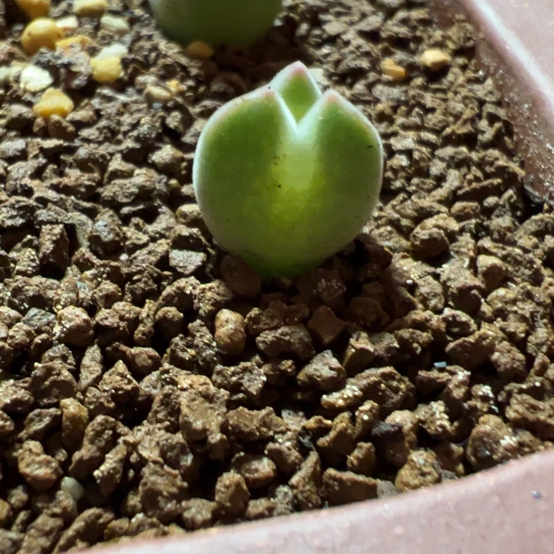 大眼睛奔驰，一物一拍